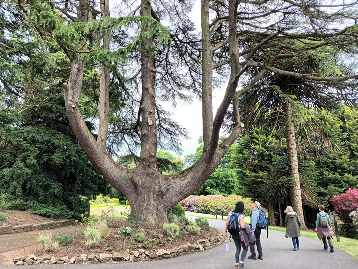 In awe of the tree