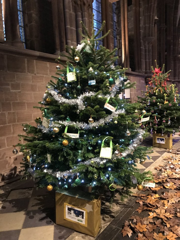 Cathedral tree2.jpeg