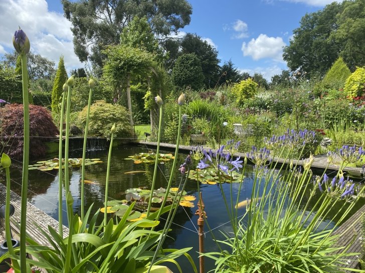 A beautiful Chester lily pond 26th July 2026