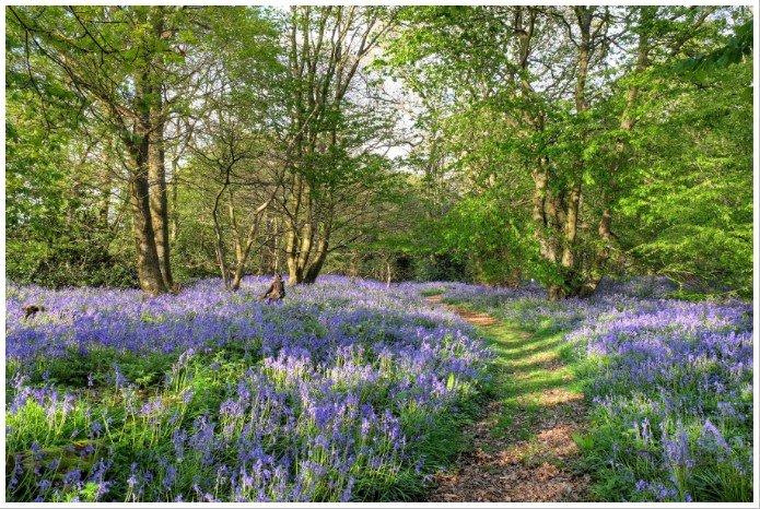 Bluebell walk png