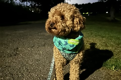 Dog with Samaritan branding on Edinburgh Branch's Dawn Walk