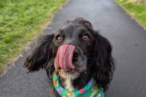 Dog Walking Challenge 2025
