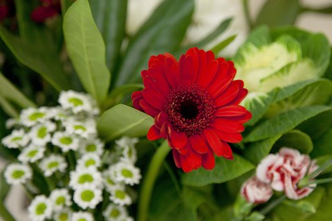 MorleyHouseFlower.jpg