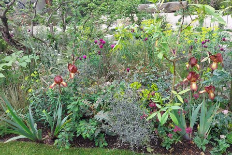 RHS 2023 plants1