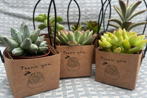 Volunteers week succulents