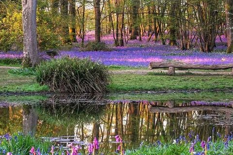 _arlington-bluebellwalk03