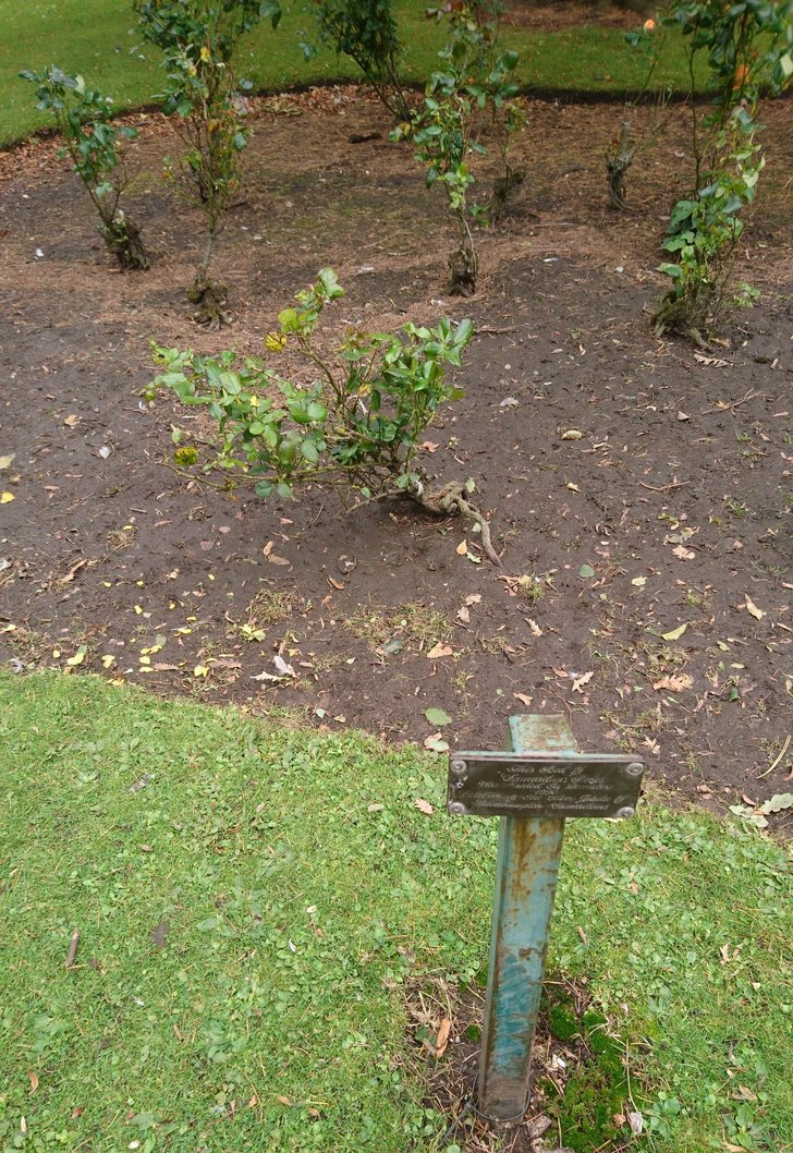 bed of rosess.jpg