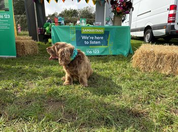 a dog wearing a Samaritans bandana
