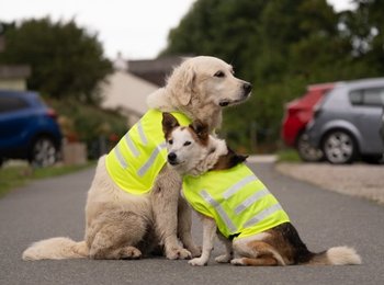 A Golden Retriever and a Jack Russell wearing reflective dog coats