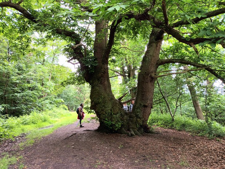 Tree - BH