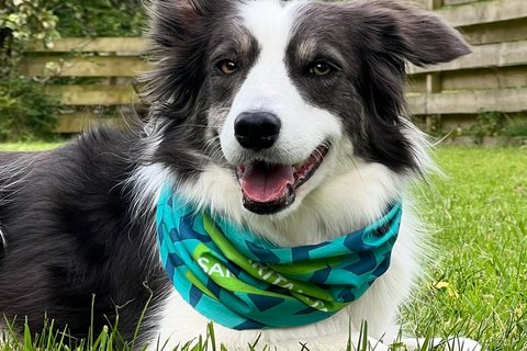 Walkies For Wellbeing dog wearing a Samaritans bandana