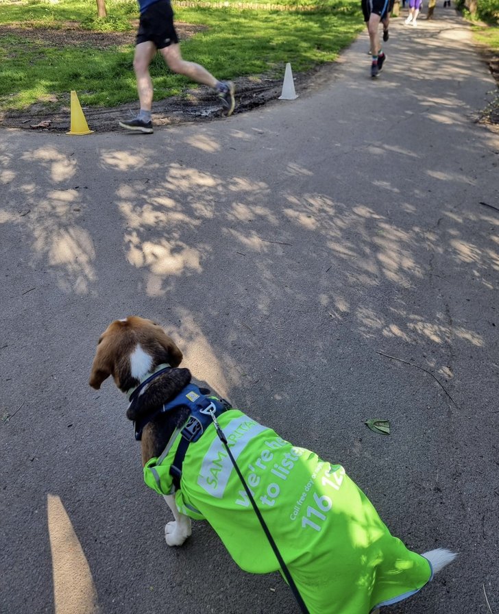 Parkrun dog
