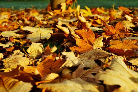 leaves-1818628_1280