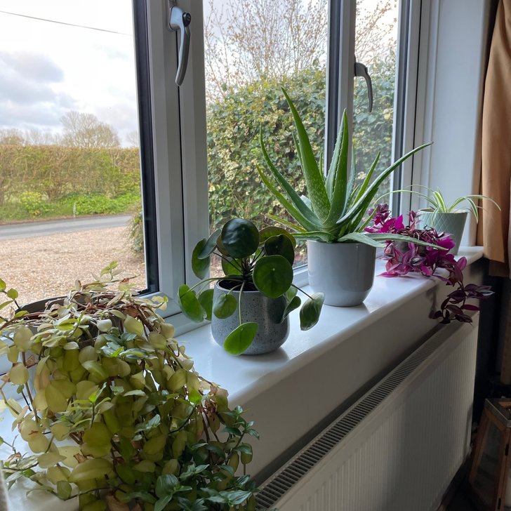 plants 1