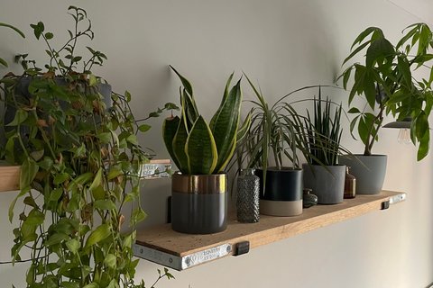 plants 2
