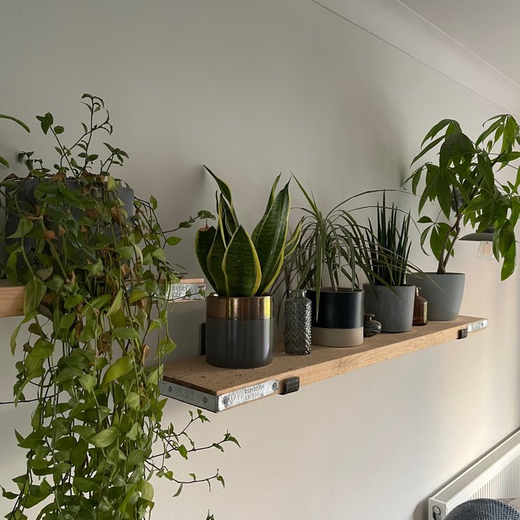 plants 2