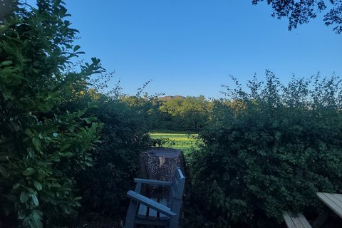 roaches view