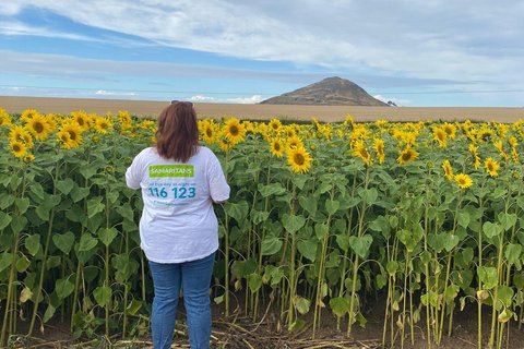 Sunflower Trail