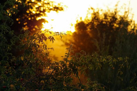 sun